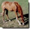 FILSFOAL.JPG (19624 bytes)