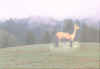 MEADOW3.JPG