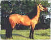RETADOR2.JPG (19703 bytes)