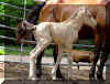 catcolts.jpg (33641 bytes)