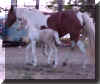 Monett de Fe 2