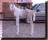 Monett de Fe 1
